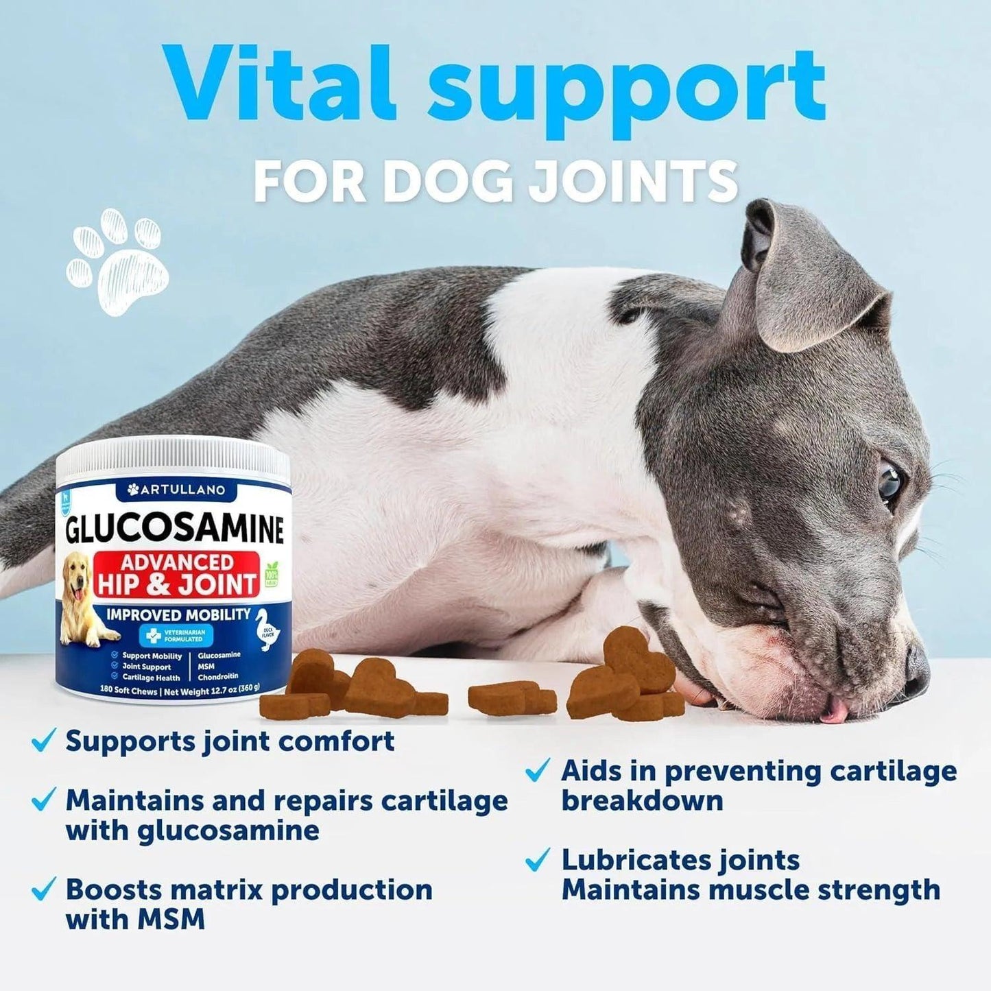 A gray and white dog enjoys brown chews beside a Glucosamine for Dogs Hip and Joint Supplement for Dogs with Arthritis Chews container by DogHealthStore.com, featuring blue and white text on hip & joint support and arthritis pain relief.