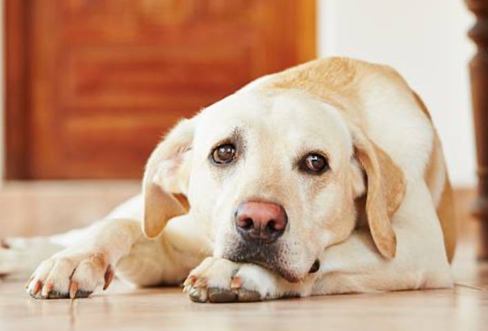 A yellow Labrador lying on the floor with a sad expression, highlighting the need for Anxiety & Calming pet support.