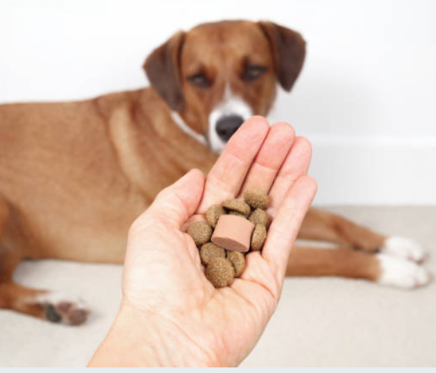 A hand holding Gut Health & Digestion Chews supplements with a dog lying in the background.