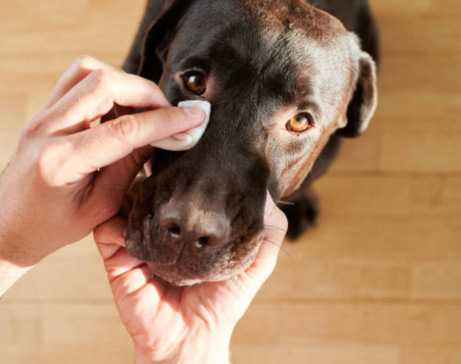 A hand gently cleaning a Labrador’s eye with a wipe, promoting Vision & Eye Care for pets.
