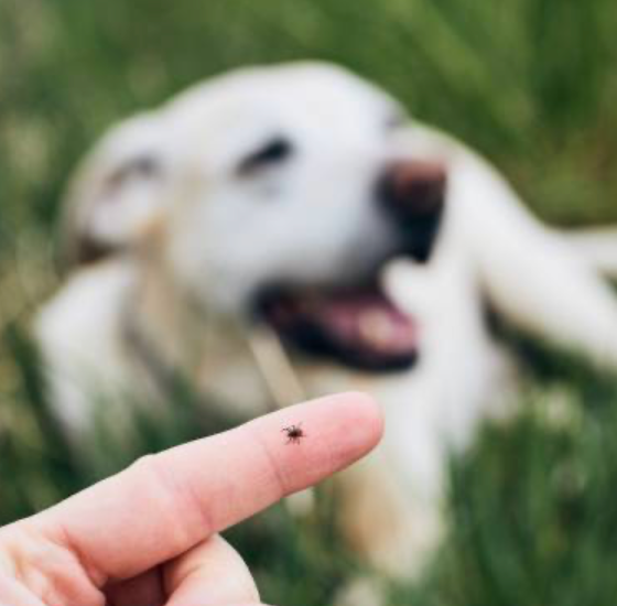 A finger holding a tick with a yellow Labrador in the background, emphasizing Parasite & Insect Protection for pets.