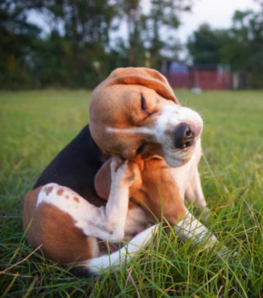 A beagle dog scratching its ear on a grassy field, showcasing the need for Allergy & Itch Relief for pets.