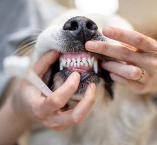 A close-up of a dog’s mouth being brushed for Dental & Gum Care, promoting pet oral health.