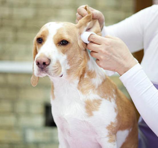 A hand cleaning a beagle’s ear with a wipe, supporting Ear & Wound Care for pet health.