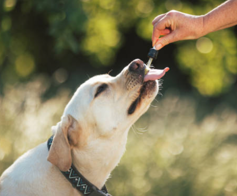 A yellow Labrador getting Immunity Support supplement from a dropper, boosting pet health outdoors.