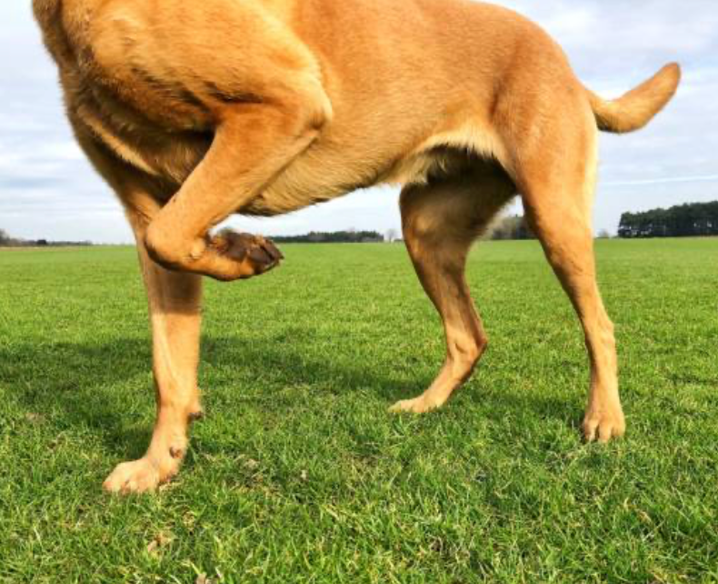 A dog lifting its leg on grass, indicating Joint & Pain Relief needs for pet mobility.