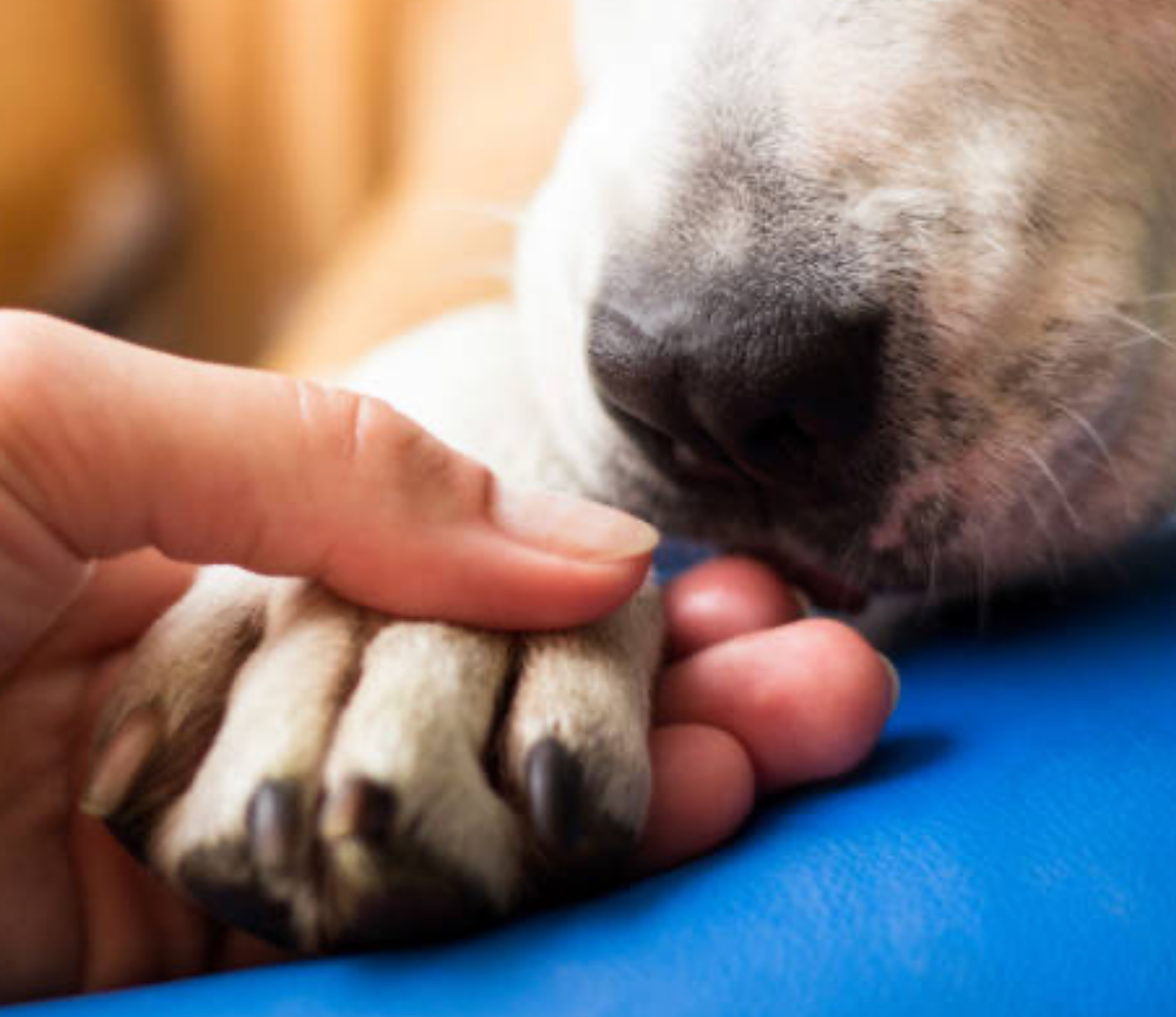 A hand gently holding a dog’s paw and nose for Paw & Nose Care, enhancing pet skin health.