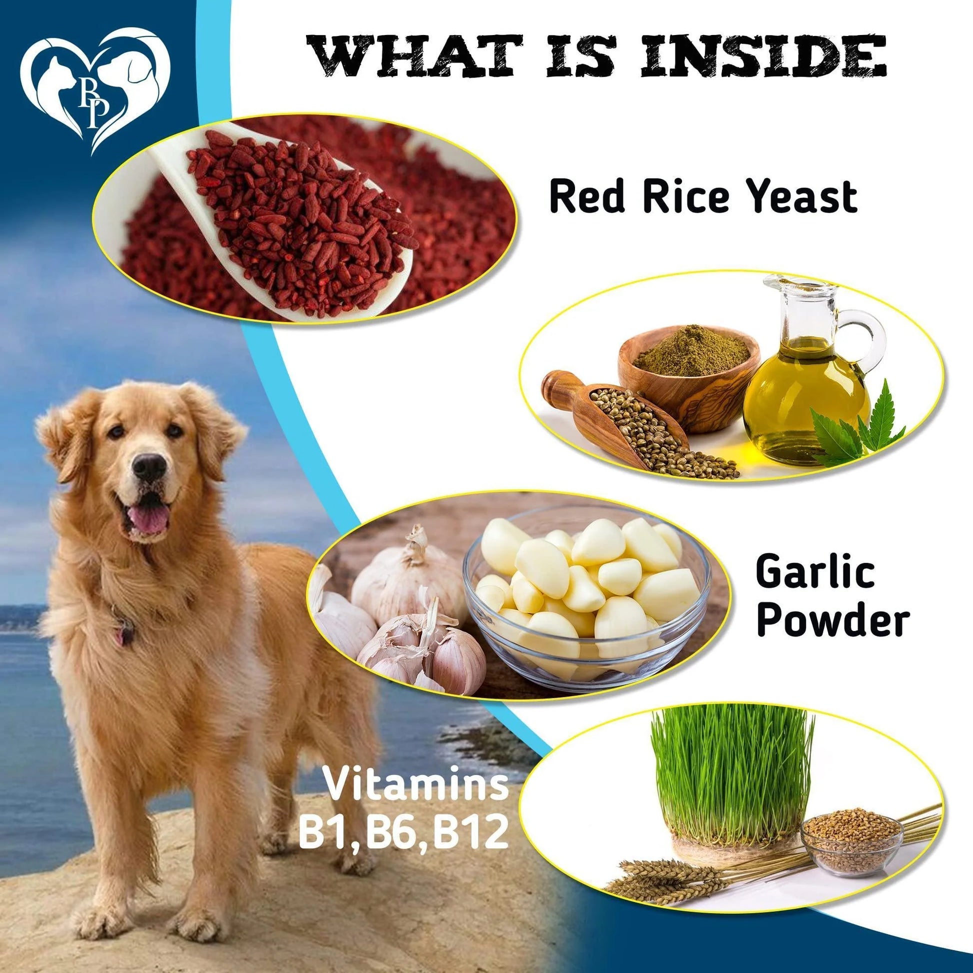 A golden retriever sits on a rock near water. Overlay images show key ingredients in Beloved Pets Insects Prevention Chewable Pills for Dogs and Cats—natural chews with red rice yeast, garlic powder, oils, and vitamins B1, B6, B12 for flea & tick prevention.