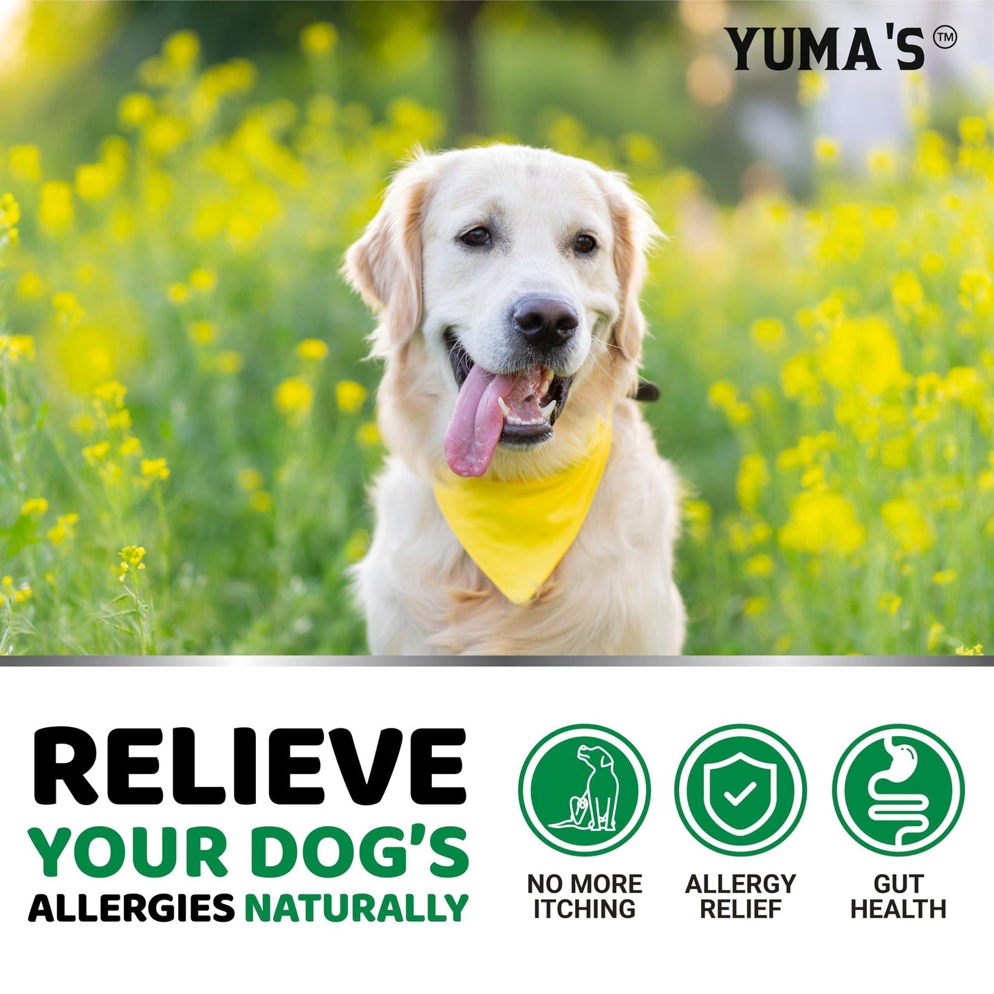 Dog Allergy Relief Chews - Dog Itching Skin Relief Treatment Pills - 170 Treats - Anti-Itch Chewables - Itchy and Paw Licking - Hot Spots - Omega 3 Fish Oil - Dry Skin & Coat Supplement